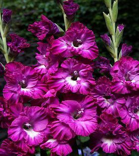 Bulbi Gladiole Nairoby Rufle - Bulbi Flori Primavara 2015