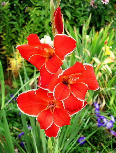 Bulbi Gladiole Atom - Bulbi Flori Primavara 2015