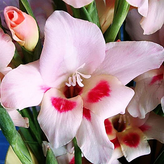 Bulbi Gladiole Elvira - Bulbi Flori Primavara 2015