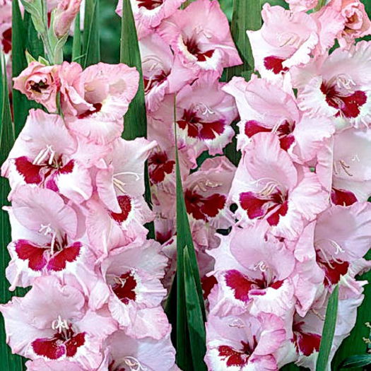 Bulbi Gladiole Wine and Roses; Plantarea se face in perioada martie-aprilie. Va inflori in perioada iunie-august. Prefera locurile insorite sau semiumbrite. Inaltimea maxima 100-120 cm. Stoc epuizat!
