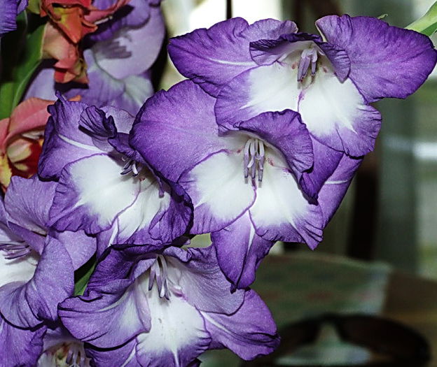Bulbi Gladiole Blue Isle; Plantarea se face in perioada martie-aprilie. Va inflori in perioada iunie-august. Prefera locurile insorite sau semiumbrite. Inaltimea maxima 100-120 cm. Stoc epuizat!
