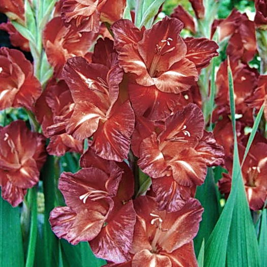 Bulbi Gladiole Chocolate; Plantarea se face in perioada martie-aprilie. Va inflori in perioada iunie-august. Prefera locurile insorite sau semiumbrite. Inaltimea maxima 125-145 cm. Stoc epuizat!
