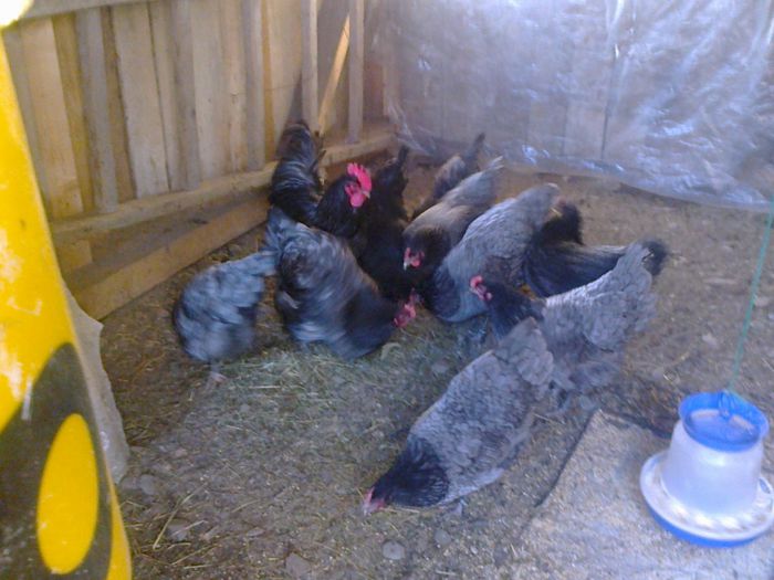 015 010 - 03 AUSTRALORP albastru 2015