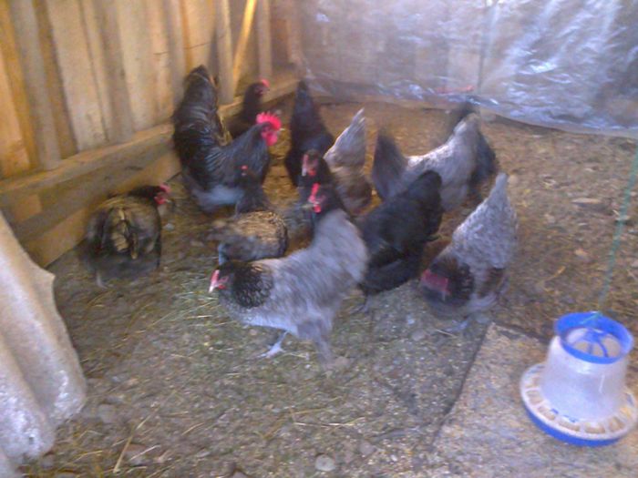 015 011 - 03 AUSTRALORP albastru 2015