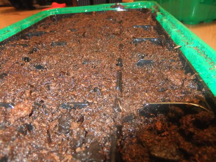 DSCF9127 - Paulownia 2015