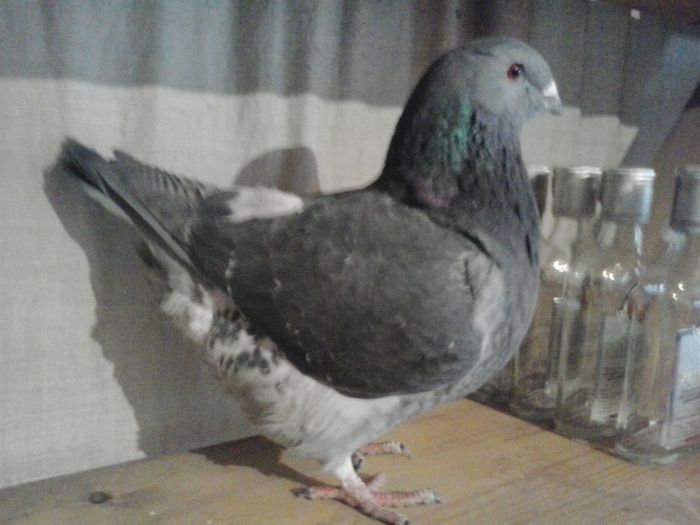2015-02-18 12.53.01 - Americani matca 2014-2015-Nu mai detin