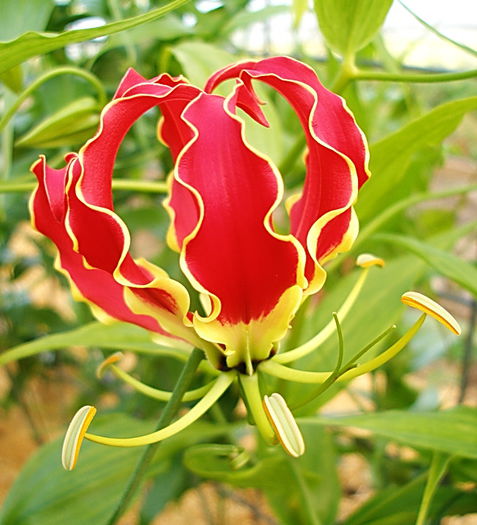 Bulbi Gloriosa Superba; Atentie! Gloriosa este o planta perena exotica ce poate fi crescuta doar la interior.Inaltimea maxima 150-200 cm. Stoc epuizat!
