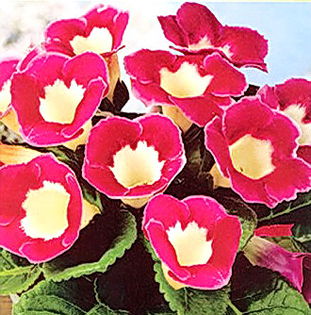 Bulbi Gloxinia Blanche de Meru; Atentie! Gloriosa este o planta perena exotica ce poate fi crescuta doar la interior.Inaltimea maxima 20-30 cm. Stoc epuizat!
