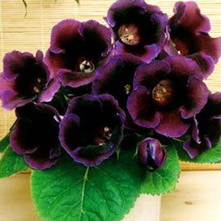 Bulbi Gloxinia Hollywood; Atentie! Gloriosa este o planta perena exotica ce poate fi crescuta doar la interior.Inaltimea maxima 20-30 cm.Stoc epuizat!
