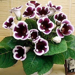Bulbi Gloxinia Kaiser Wilhelm; Atentie! Gloriosa este o planta perena exotica ce poate fi crescuta doar la interior.Inaltimea maxima 20-30 cm. Stoc epuizat!
