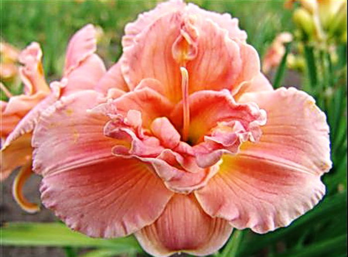 Bulbi Hemerocallis Double Dream; Plantarea se face in perioada martie-mai. Va inflori in perioada iunie-septembrie. Prefera locurile insorite, dar se descurca si in cele semiumbrite. Inaltimea maxima 50-70 cm. Stoc epuizat!
