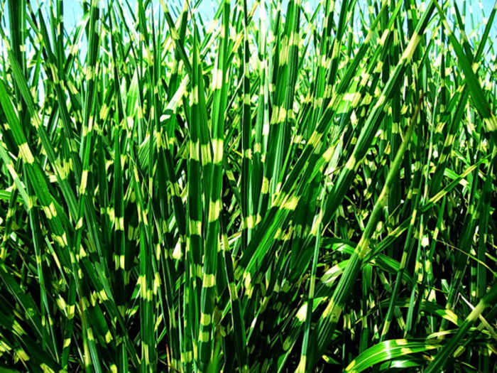 Bulbi Miscanthus Sinensis Zebrinus (Iarba decorativa); Plantarea se face in perioada martie-mai. Prefera locurile insorite, dar se descurca si in cele semiumbrite. Inaltimea maxima 150-220 cm. Stoc epuizat!
