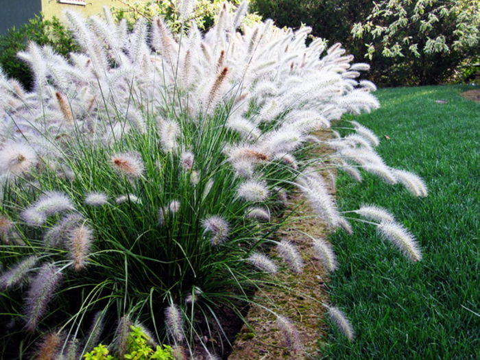 Bulbi Pennisetum Magic (Iarba decorativa); Plantarea se face in perioada martie-mai. Prefera locurile insorite, dar se descurca si in cele semiumbrite. Inaltimea maxima 80-100 cm. Stoc epuizat!
