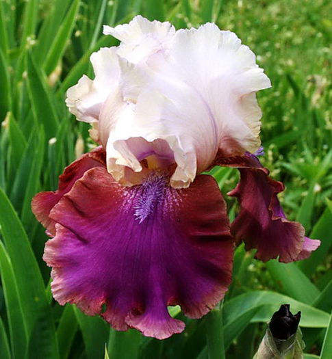 Bulbi Iris Burgermeister (Stanjenel); Plantarea se face in perioada martie-mai. Va inflori in perioada mai-iulie. Prefera locurile insorite, dar se descurca si in cele semiumbrite. Inaltimea maxima 70-80 cm. Stoc epuizat!
