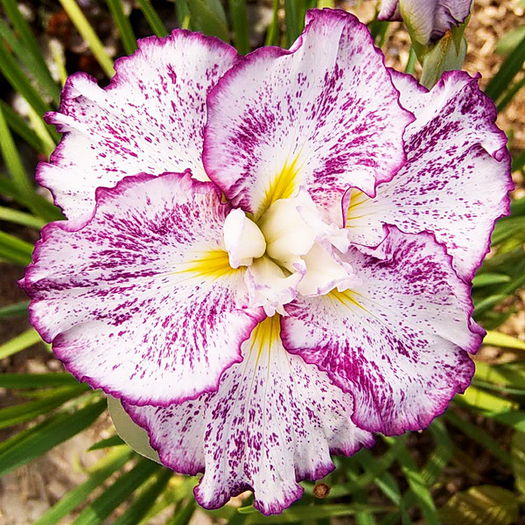 Bulbi Iris Freckled Geisha (Stanjenel); Iris ensata.Plantarea se face in perioada martie-mai.Va inflori in perioada mai-iulie. Prefera locurile insorite, dar se descurca si in cele semiumbrite.Inaltimea maxima 70-80cm. Stoc epuizat!
