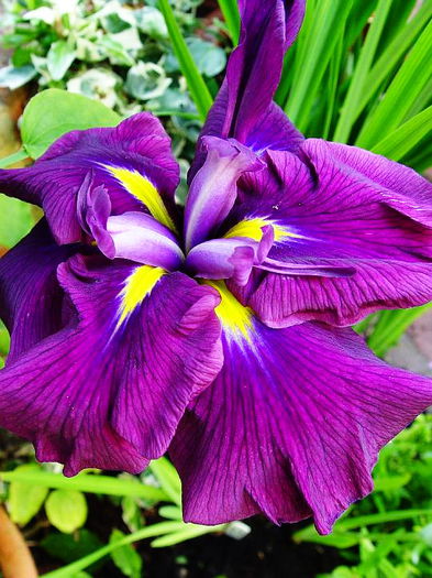 Bulbi Iris Wine Ruffles (Stanjenel); Iris ensata.Plantarea se face in perioada martie-mai.Va inflori in perioada mai-iulie.Prefera locurile insorite, dar se descurca si in cele semiumbrite. Inaltimea maxima 70-80cm. Stoc epuizat!

