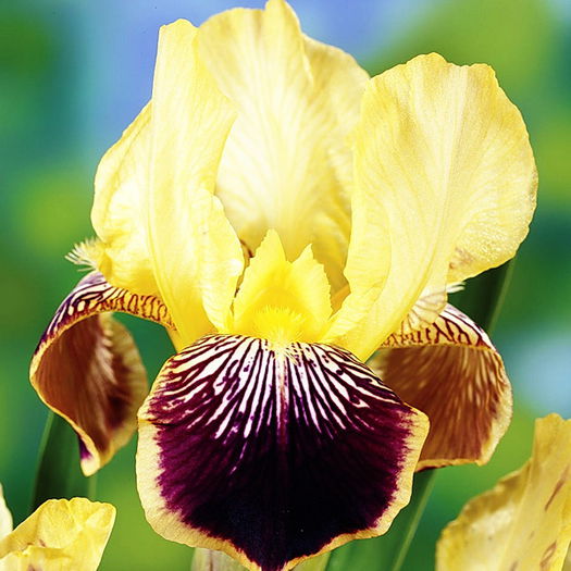 Bulbi Iris Nibelungen (Stanjenel); Plantarea se face in perioada martie-mai. Va inflori in perioada mai-iulie. Prefera locurile insorite, dar se descurca si in cele semiumbrite. Inaltimea maxima 70-80 cm. Stoc epuizat!
