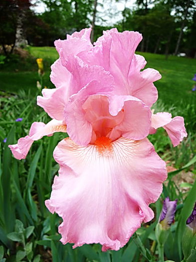 Bulbi Iris Pink Horizon (Stanjenel); Plantarea se face in perioada martie-mai. Va inflori in perioada mai-iulie. Prefera locurile insorite, dar se descurca si in cele semiumbrite. Inaltimea maxima 70-80 cm. Stoc epuizat!
