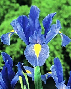 Bulbi Iris Sapphire Beauty (Stanjenel); Plantarea se face in perioada martie-mai. Va inflori in perioada mai-iulie. Prefera locurile insorite, dar se descurca si in cele semiumbrite. Inaltimea maxima 50-60 cm. Stoc epuizat!
