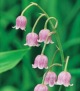 Bulbi Lacramioare Rosea (Convallaria); Plantarea se face in perioada martie-aprilie. Va inflori in perioada mai-iunie. Prefera locurile insorite, dar se descurca si in cele semiumbrite. Inaltimea maxima 20-30 cm. Stoc epuizat!
