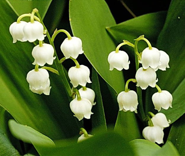 Bulbi Lacramioare (Convallaria); Plantarea se face in perioada martie-aprilie. Va inflori in perioada mai-iunie. Prefera locurile insorite, dar se descurca si in cele semiumbrite. Inaltimea maxima 20-30 cm. Stoc epuizat!
