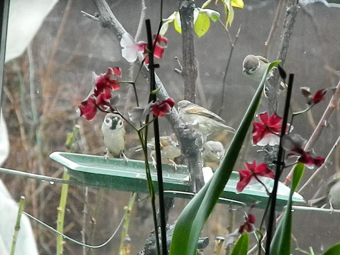 DSCN8590 - VRABIUTE_3