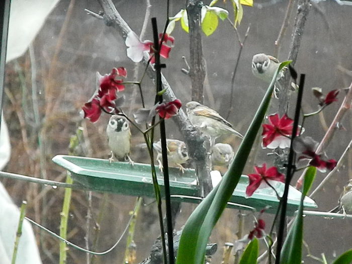 DSCN8591 - VRABIUTE_3