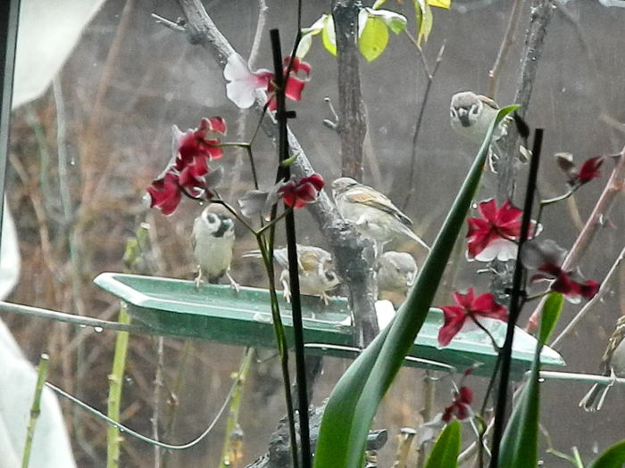 DSCN8592 - VRABIUTE_3