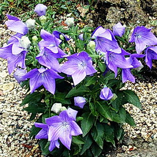 Bulbi Platycodon Fuji Blue; Plantarea se face in perioada martie-aprilie. Va inflori in perioada mai-iulie. Prefera locurile insorite, dar se descurca si in cele semiumbrite. Inaltimea maxima 20-30 cm. Stoc epuizat!
