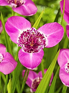 Bulbi Tigridia Lilacea; Plantarea se face in perioada martie-mai. Va inflori in perioada iul-sept. Prefera locurile insorite, dar se descurca si in cele semiumbrite. Inaltimea maxima 40-60 cm. Stoc epuizat!
