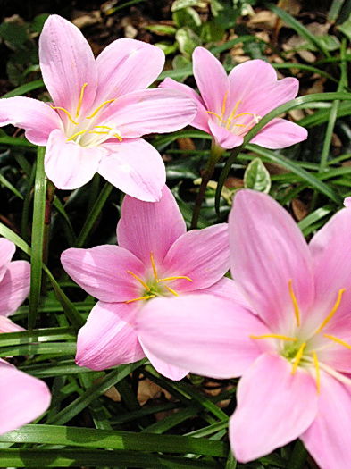 Bulbi Zephyranthes Rosea; Plantarea se face in perioada martie-mai. Va inflori in perioada iul-sept. Prefera locurile insorite, dar se descurca si in cele semiumbrite. Inaltimea maxima 20-30 cm. Stoc epuizat!
