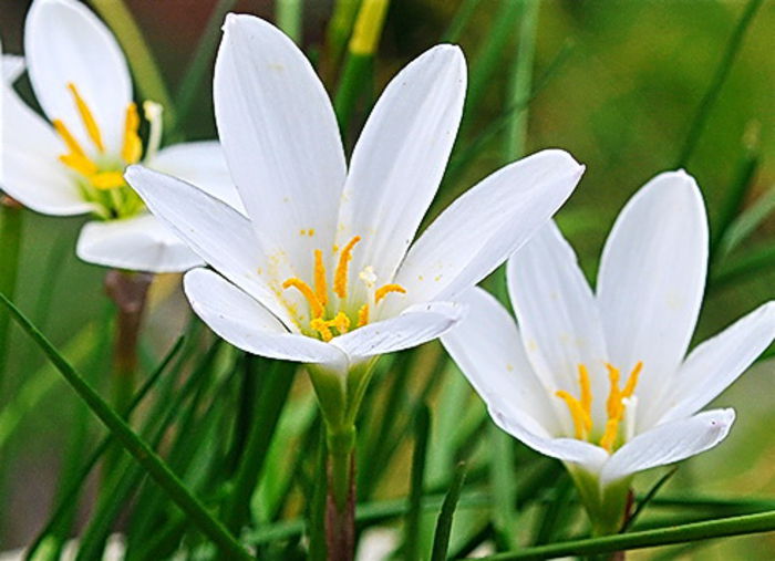 Bulbi Zephyranthes Alba; Plantarea se face in perioada martie-mai. Va inflori in perioada iul-sept. Prefera locurile insorite, dar se descurca si in cele semiumbrite. Inaltimea maxima 20-30 cm. Stoc epuizat!
