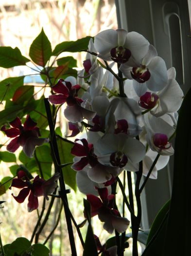 DSCN2098 - 2015_FEBRUARIE