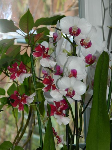 DSCN2110 - 2015_FEBRUARIE