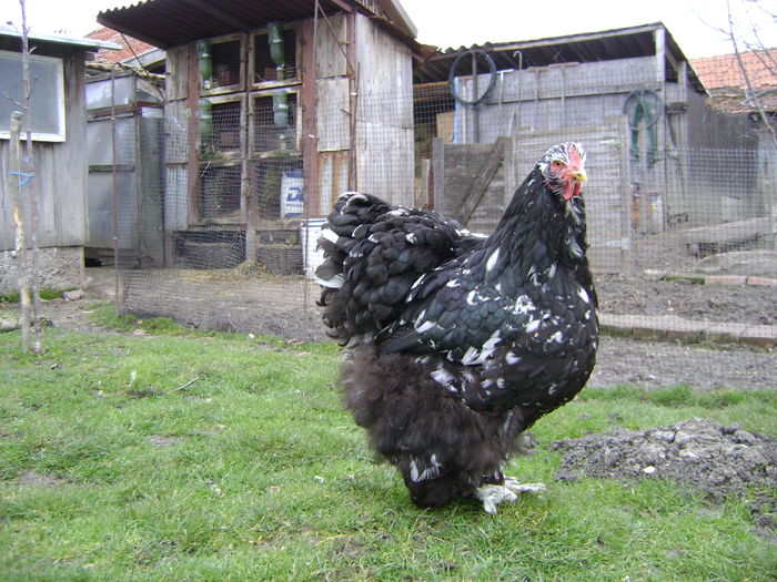 DSC03701 - 19-Cochinchina bobat