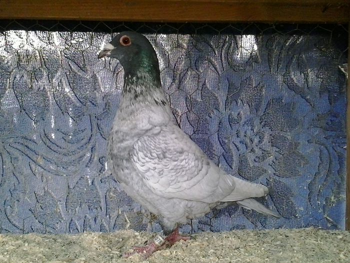  - FOTO PORUMBEI