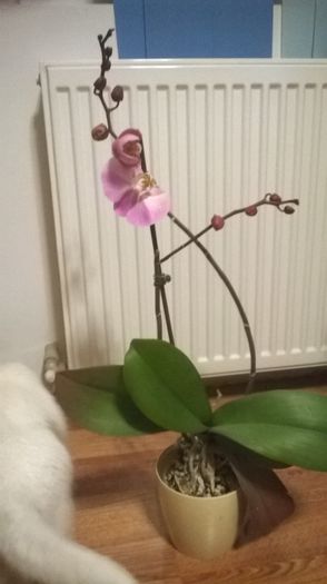 WP_20150218_013 - florile casei