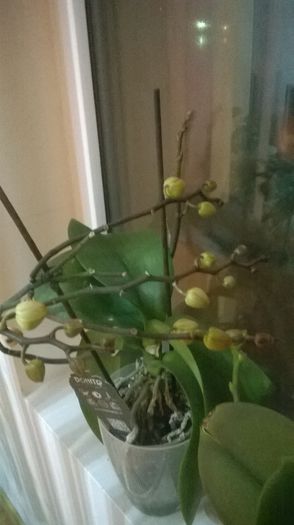 WP_20150218_015 - florile casei
