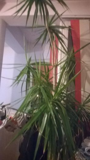 WP_20150218_020 - florile casei