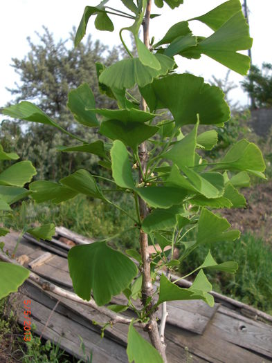 Ginko Biloba; Ginko Biloba
