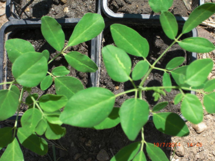 Moringa Oleifera - Arborele Vietii - Moringa Oleifera - Arborele Vietii