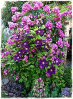 Rose Perennial Blue + Clematis Warszawska Nike - 1_IDEI DE PUS IN PRACTICA