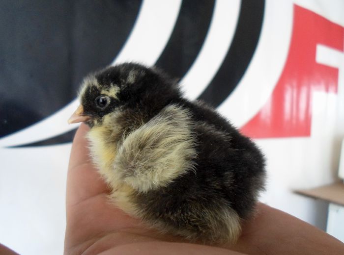 silver laced - Pui 2015