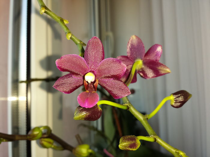 1 Orhidee Phalaenopsis - Orhidee - 2015