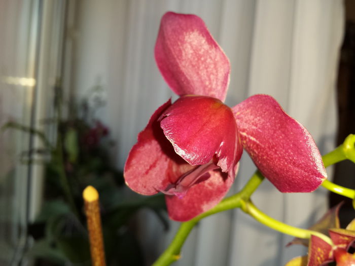 5 Orhidee Phalaenopsis - Orhidee - 2015