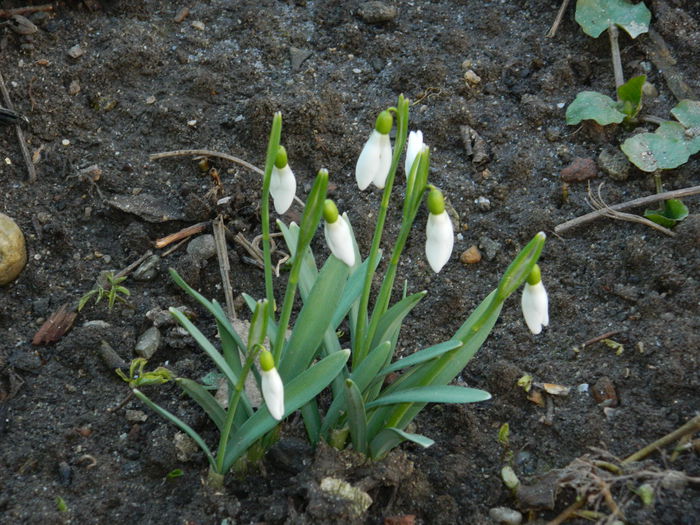 DSCN3522 - 2015_FEBRUARIE