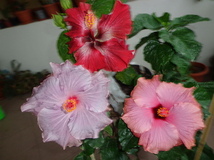 023 - A-HIBISCUS 2014
