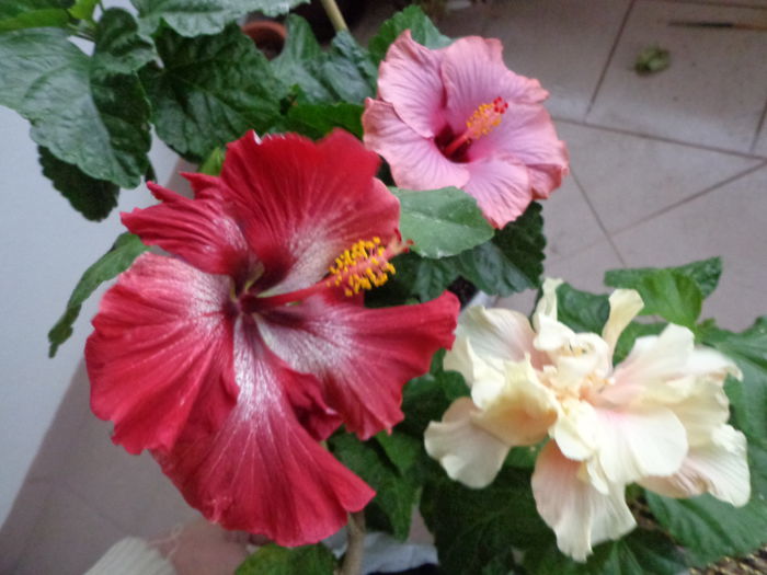 019 - A-HIBISCUS 2014