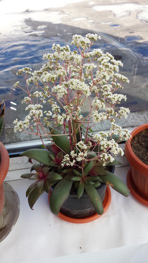 31 Crassula orbicularis var rosularis - Plante de balcon si camera - 2015