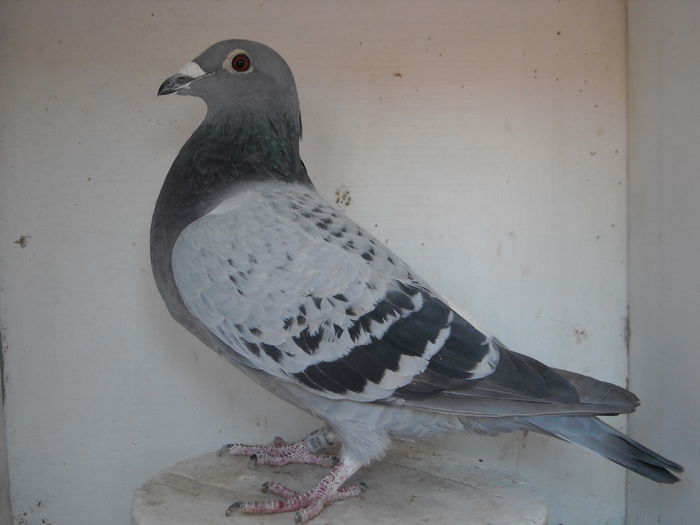 F 100% R. Desmeth M.